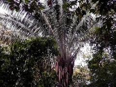 Attalea