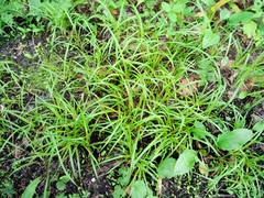 Carex bostrychostigma
