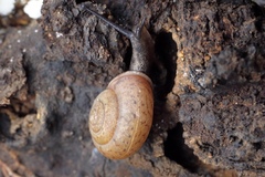 Satsuma