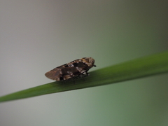 Cicadomorpha