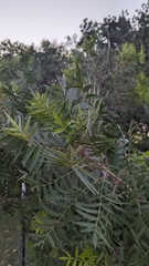 Rhus lanceolata