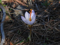 Crocus cancellatus mazziaricus