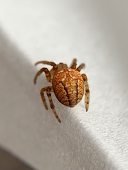 Araneus iviei