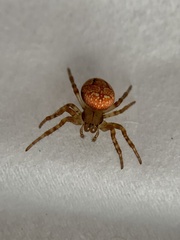 Araneus iviei