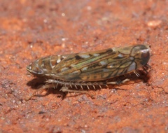 Scaphoideus