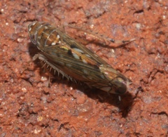 Scaphoideus