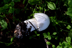 Amanita virosa