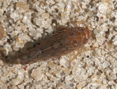 Osbornellus