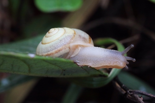 Bradybaena qixiaensis · iNaturalist