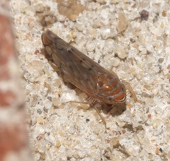 Osbornellus