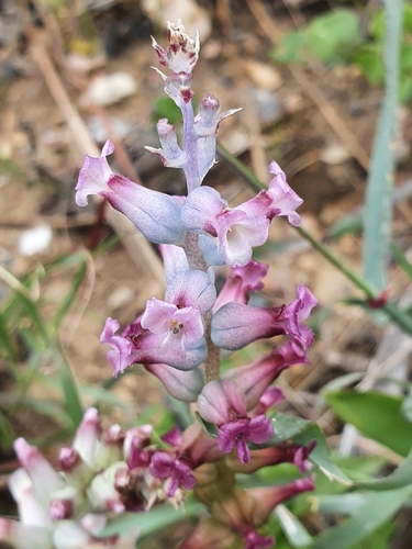 Image of Lachenalia fistulosa by (c) Corli du Toit Smith, some rights reserved (CC BY)