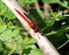 Diplacodes haematodes