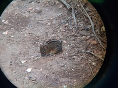 Rhabdomys pumilio