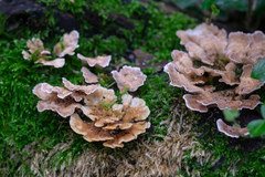 Trametes
