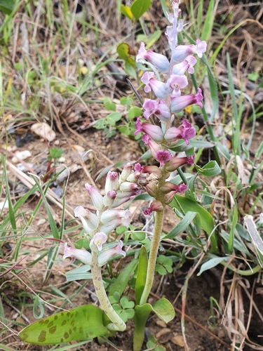 Image of Lachenalia fistulosa by (c) Corli du Toit Smith, some rights reserved (CC BY)