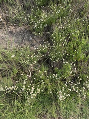 Erigeron longipes