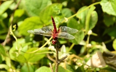 Urothemis signata