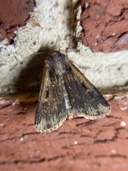 Feltia subterranea