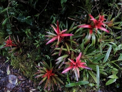 Guzmania
