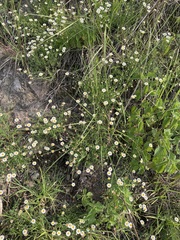 Erigeron longipes