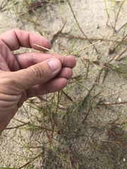 Paspalum vaginatum
