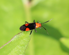 Trilaccus nigroruber