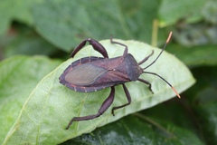 Anoplocnemis