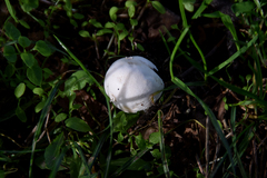 Amanita virosa