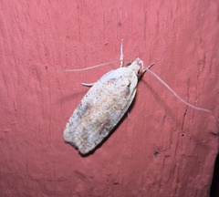 Agonopterix nervosa