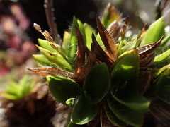 Dichanthelium isachnoides