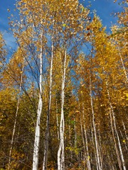 Betula platyphylla