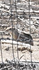 Ammospermophilus leucurus