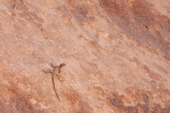 Laudakia vulgaris