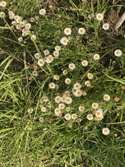 Erigeron longipes