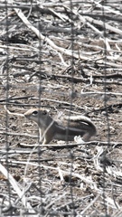 Ammospermophilus leucurus