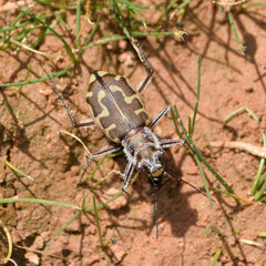 Cicindela hirticollis