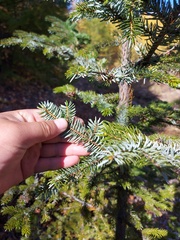 Picea jezoensis