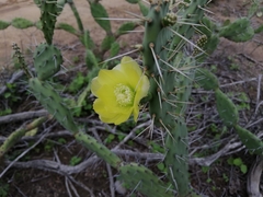 Opuntia caracassana