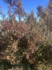 Maytenus acuminata