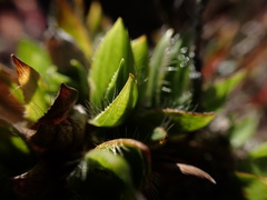 Dichanthelium isachnoides