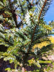 Picea jezoensis