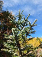 Picea jezoensis