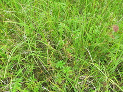 Carex cryptocarpa