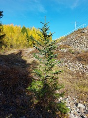 Picea jezoensis