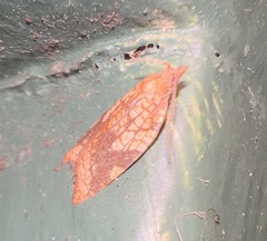 Acleris rhombana