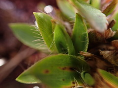 Dichanthelium isachnoides