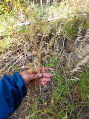 Calamagrostis purpurea