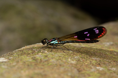 Heliocypha fenestrata