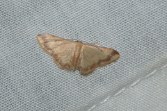 Idaea impexa