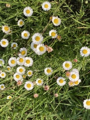 Erigeron longipes